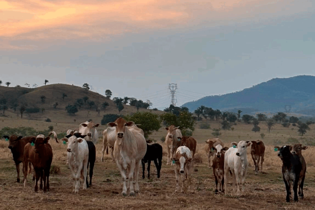 Case Fazenda Paredão: uma parceria que fortalece resultados na reprodução de animais de pulo para rodeio