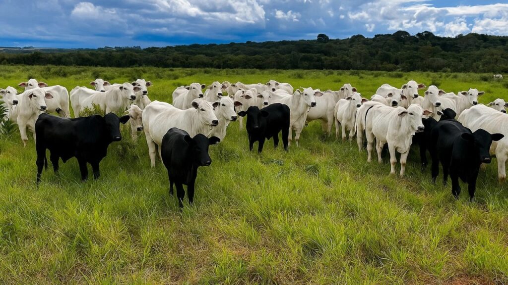 IATF em bovinos: descubra como a técnica pode transformar a reprodução no campo