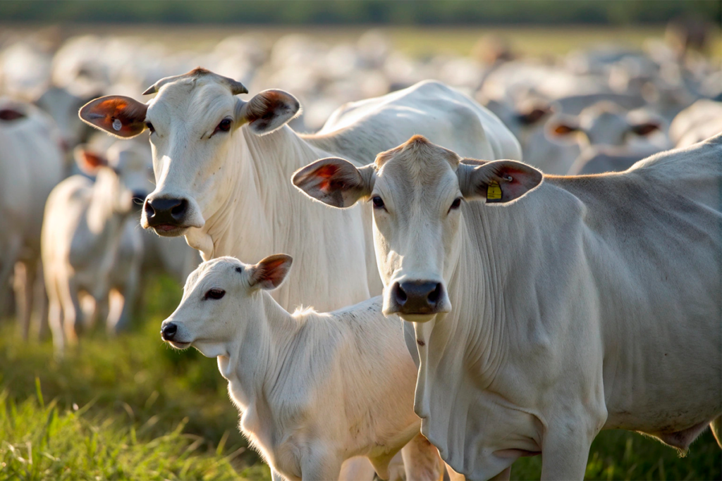Como proteger o rebanho contra doenças infecciosas que prejudicam a reprodução?