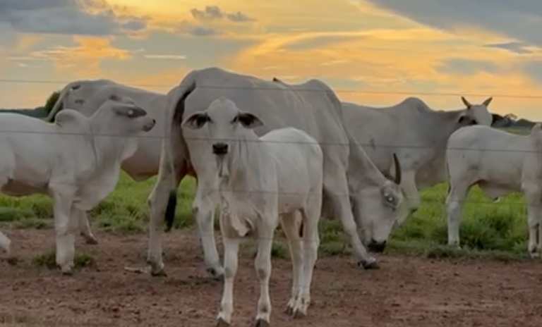 Laboratório de Biotecnologia em Reprodução Bovina - Caproni Embriões