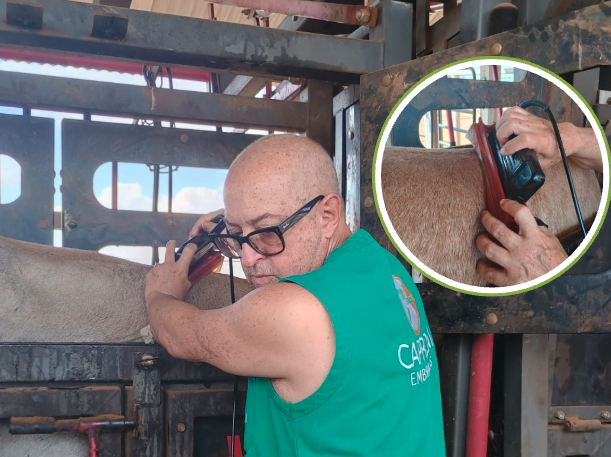 Ultrassonografia de Carcaça - Avaliação da qualidade da carne