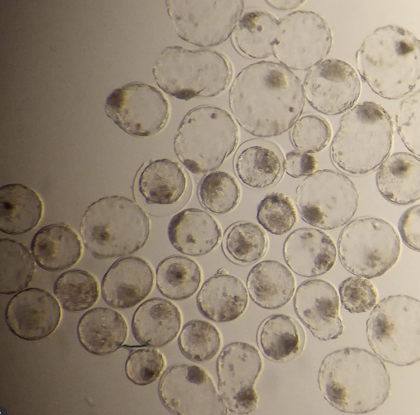 FIV - Fertilização in Vitro e PIVE - Produção de Embriões in Vitro