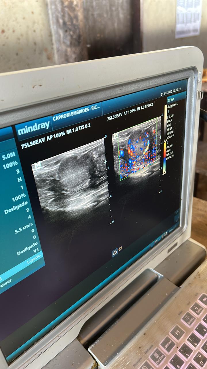 Ultrassonografia Doppler e de Carcaça em bovinos